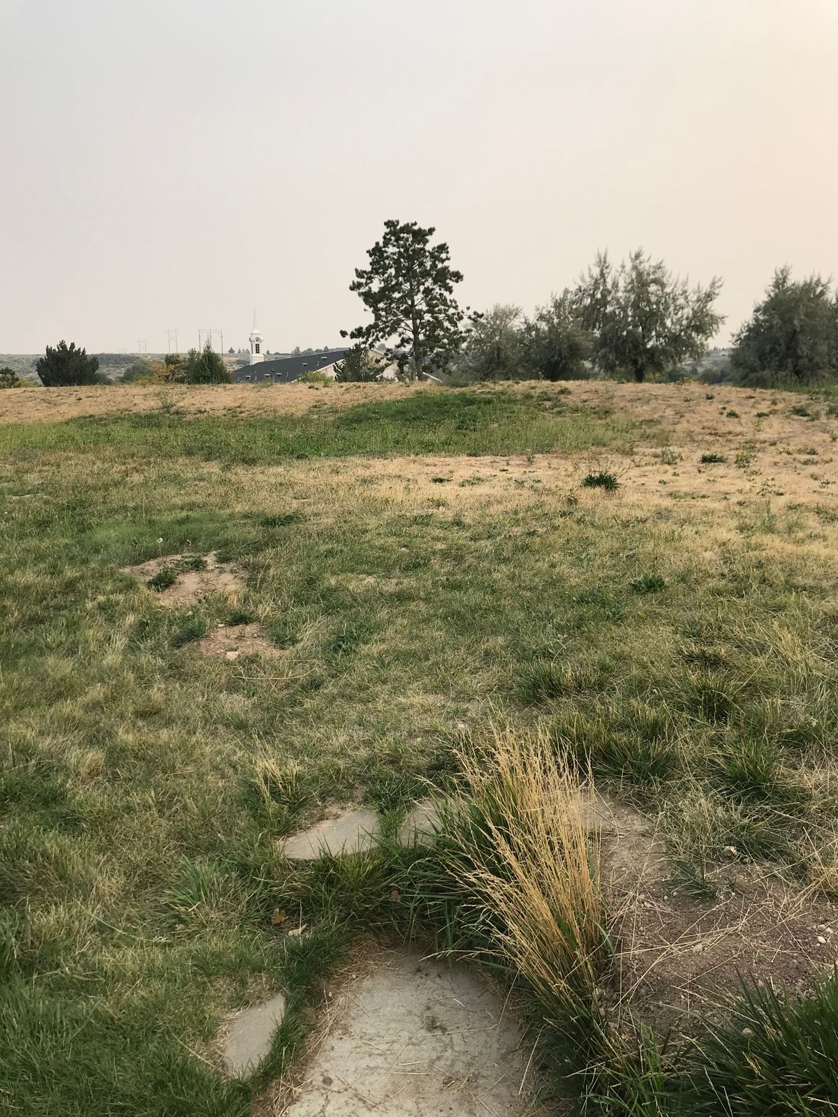 Hole 8: Elevated basket is directly behind center tree