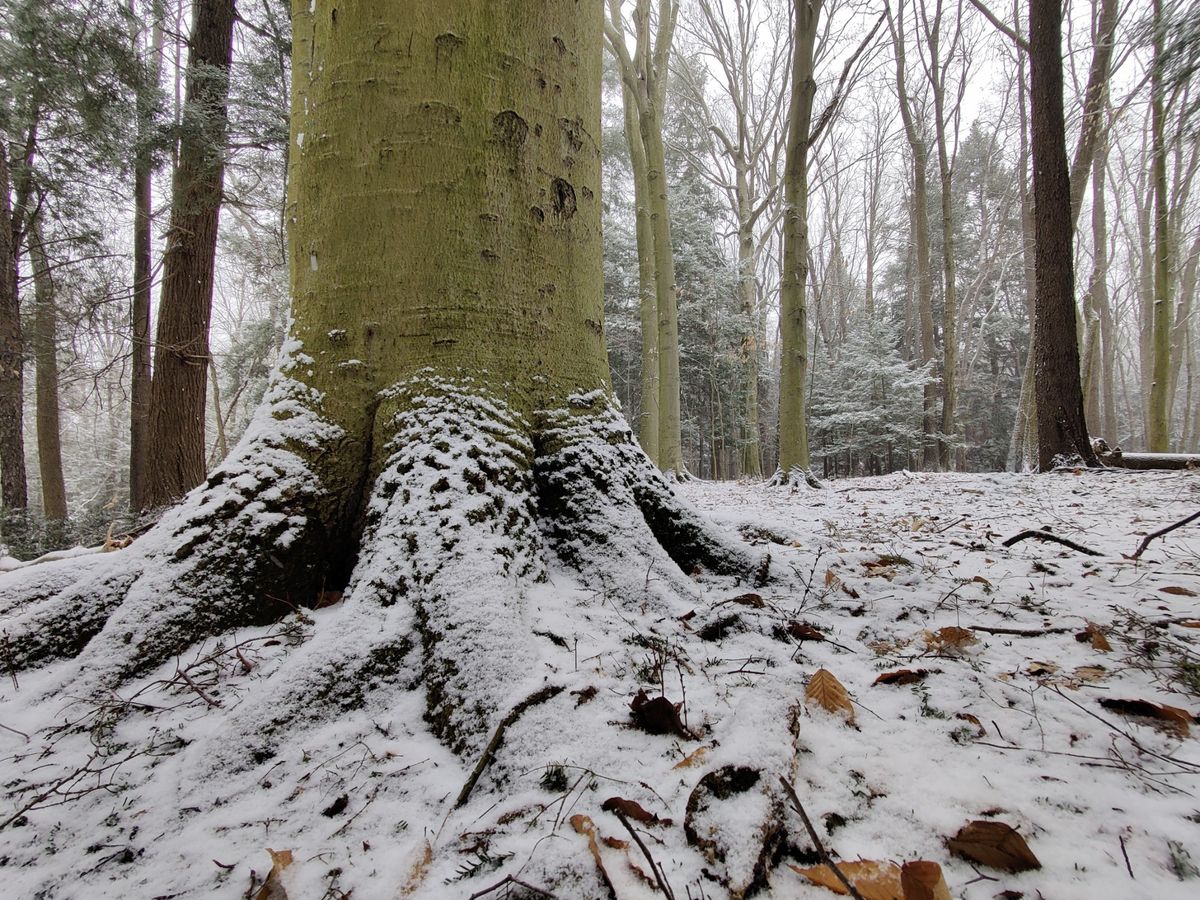 Hole 7 circle 2. Beautiful snowy beech grove