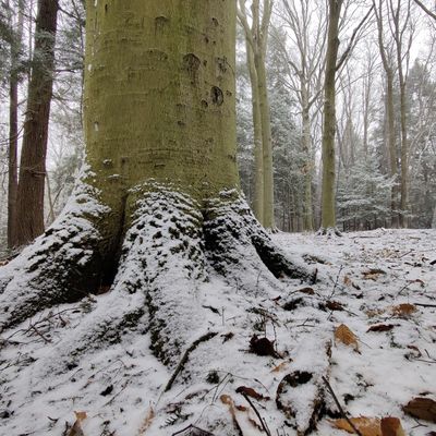 Hole 7 circle 2. Beautiful snowy beech grove