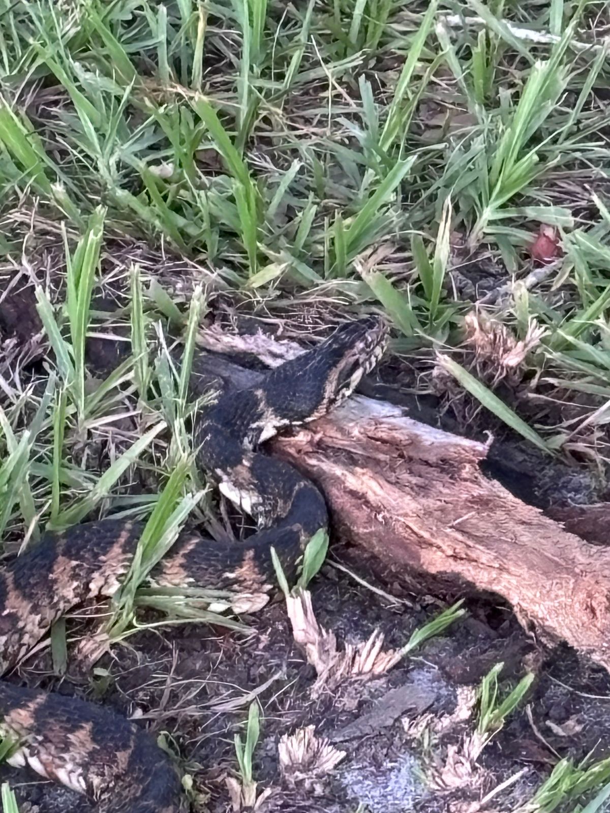 At Hole 8 and often spotted at hole 9