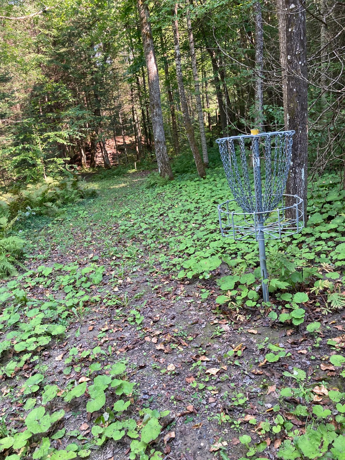 Hole #12. Swamp shot