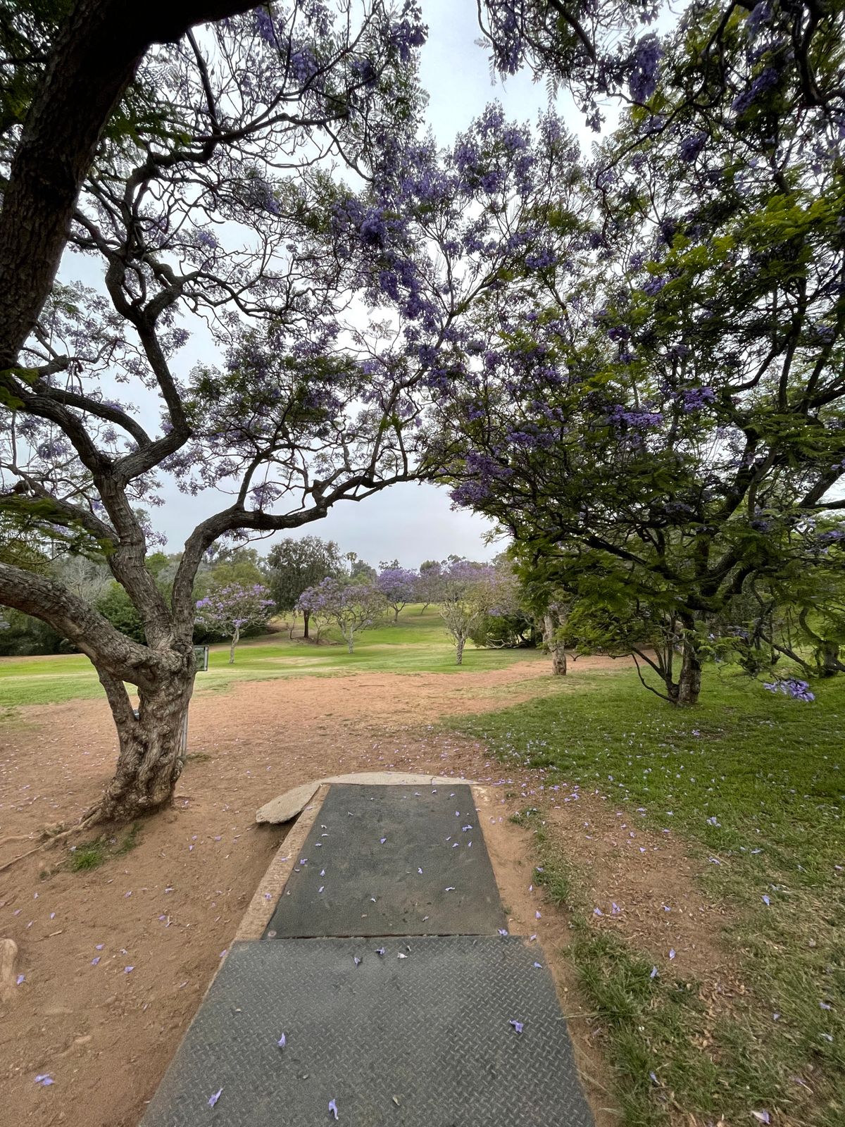 Hole 3, Jacaranda trees in full bloom in the late Spring