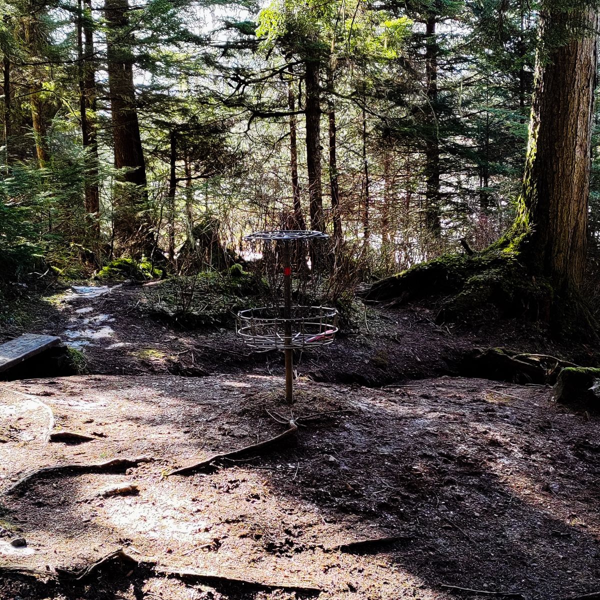 Basket for 18, all layouts, early Spring.