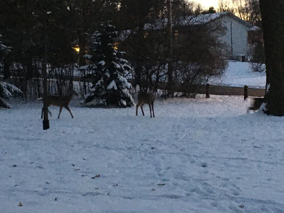 3 deer “playing through” on 3