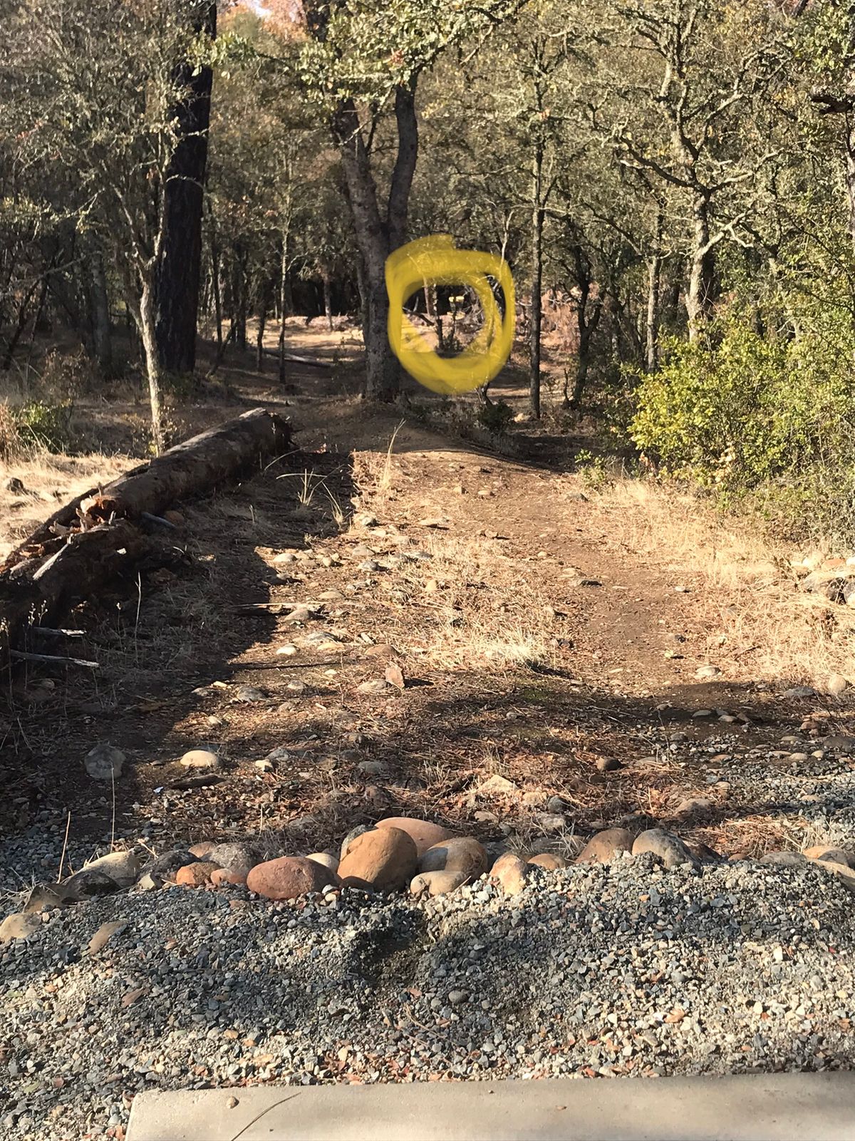 Lots of tough shots through trees