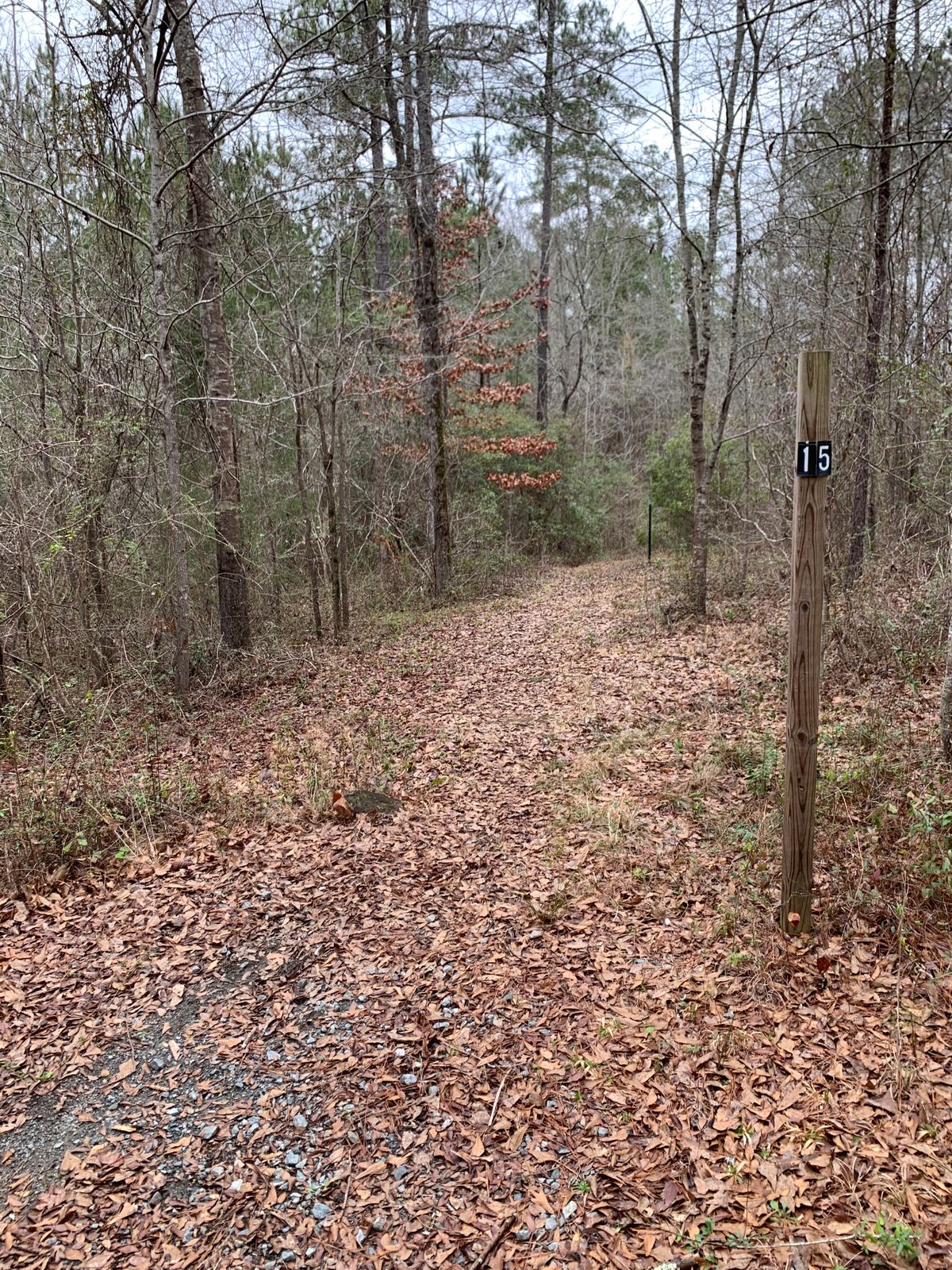 Heavily wooded and a blind shot.