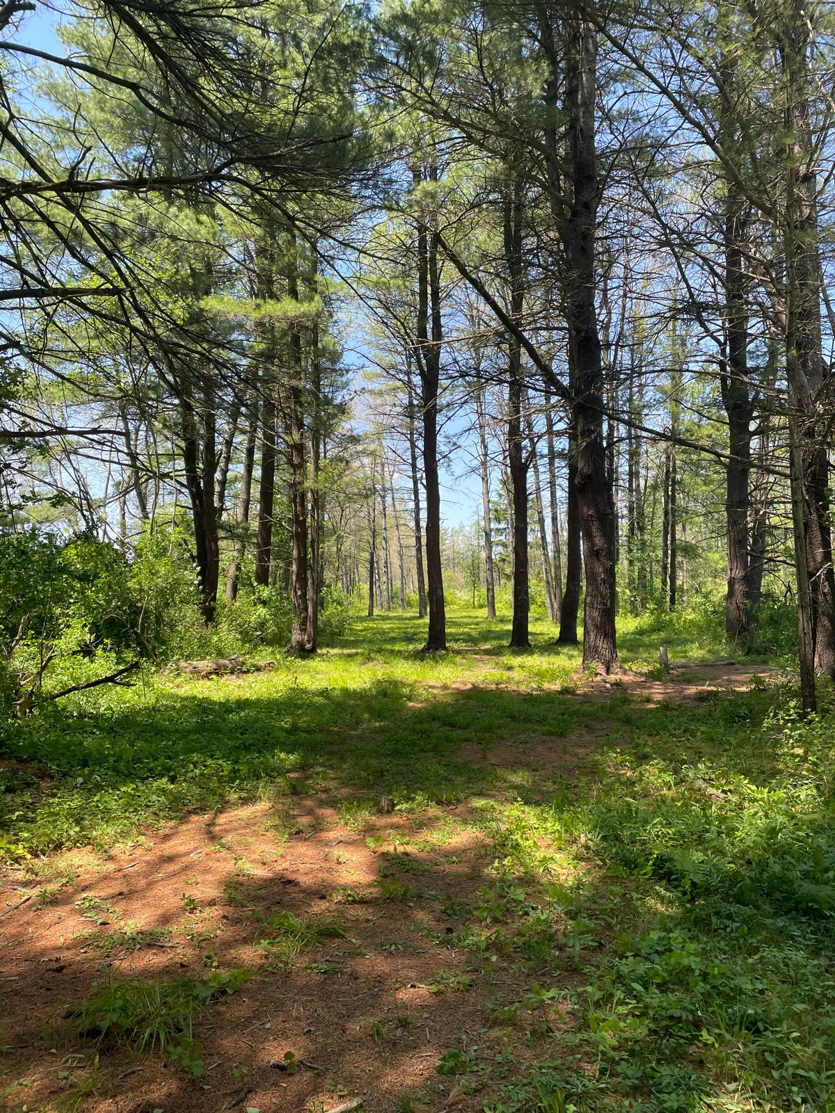 Hole 7, looking down the fairway.