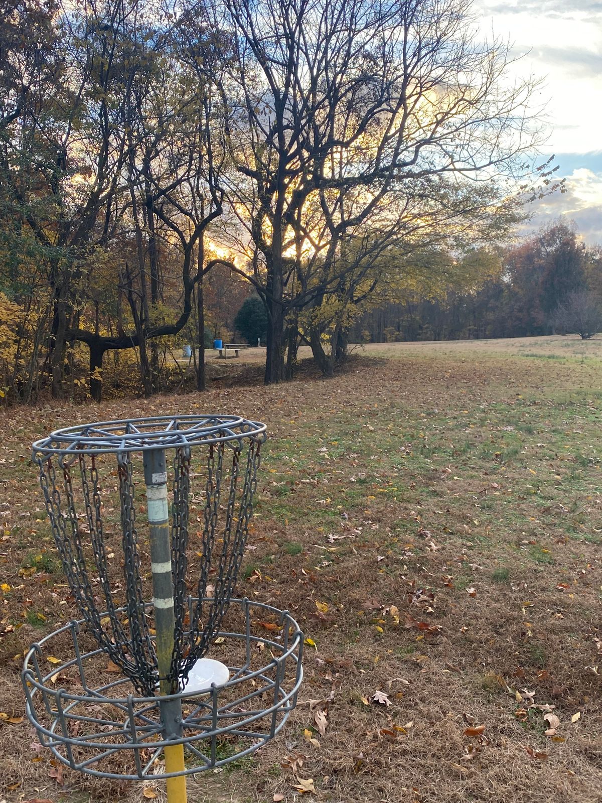 Basket of 16 with teepad seen through the tree gap.
