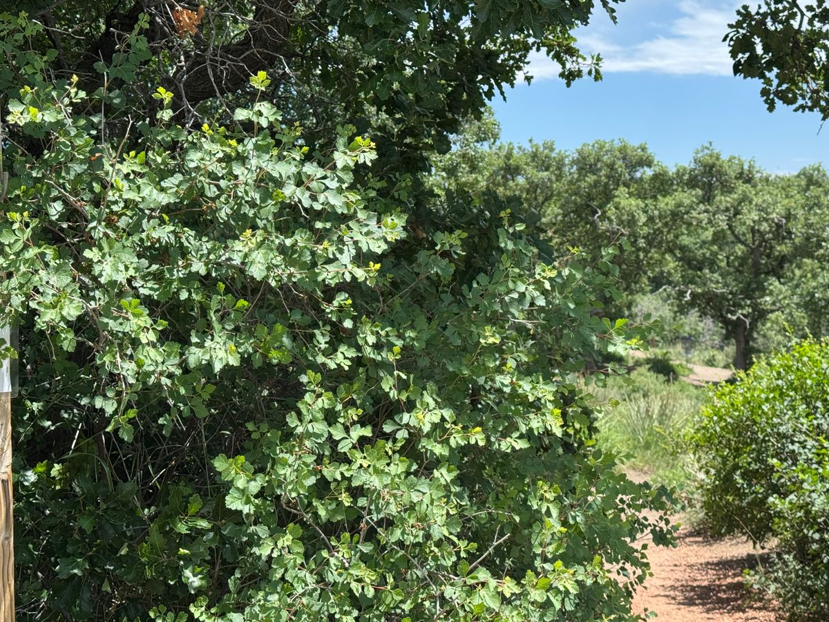 View from the tee of hole #1. Basket is at the opening right. Very ace-able!