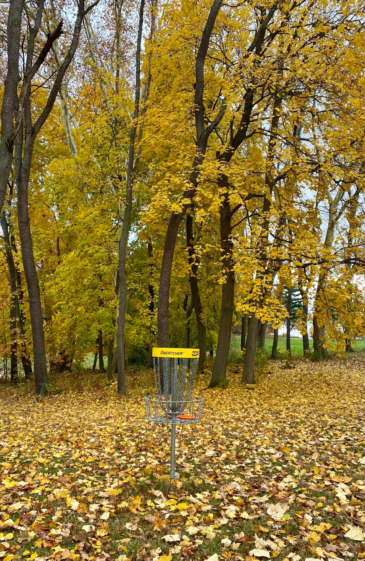 Basket 15 draped in Fall color