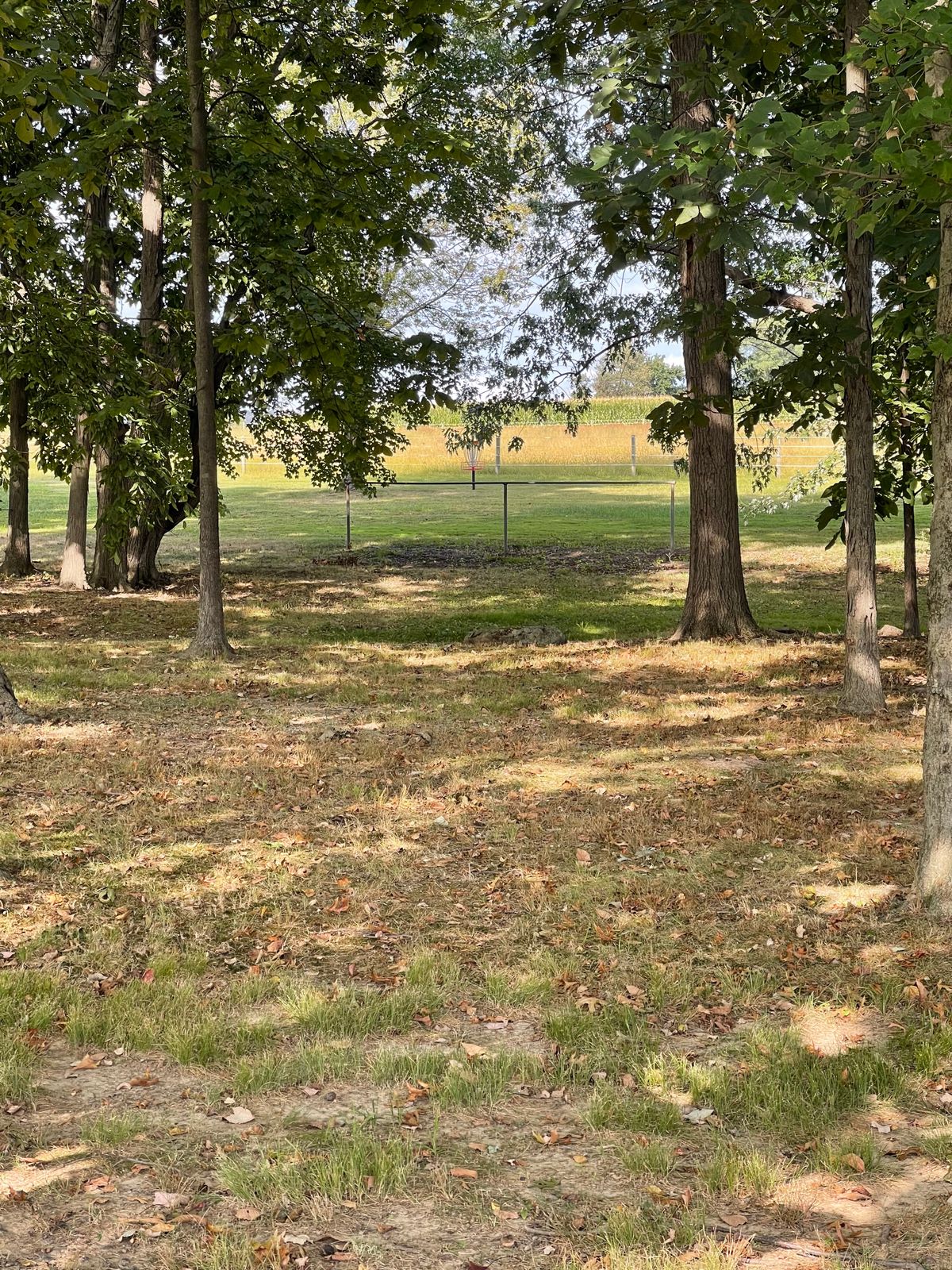 Hole 2. Be nice to open a line here. Forehand seemed to blast through easier than putter turn over.