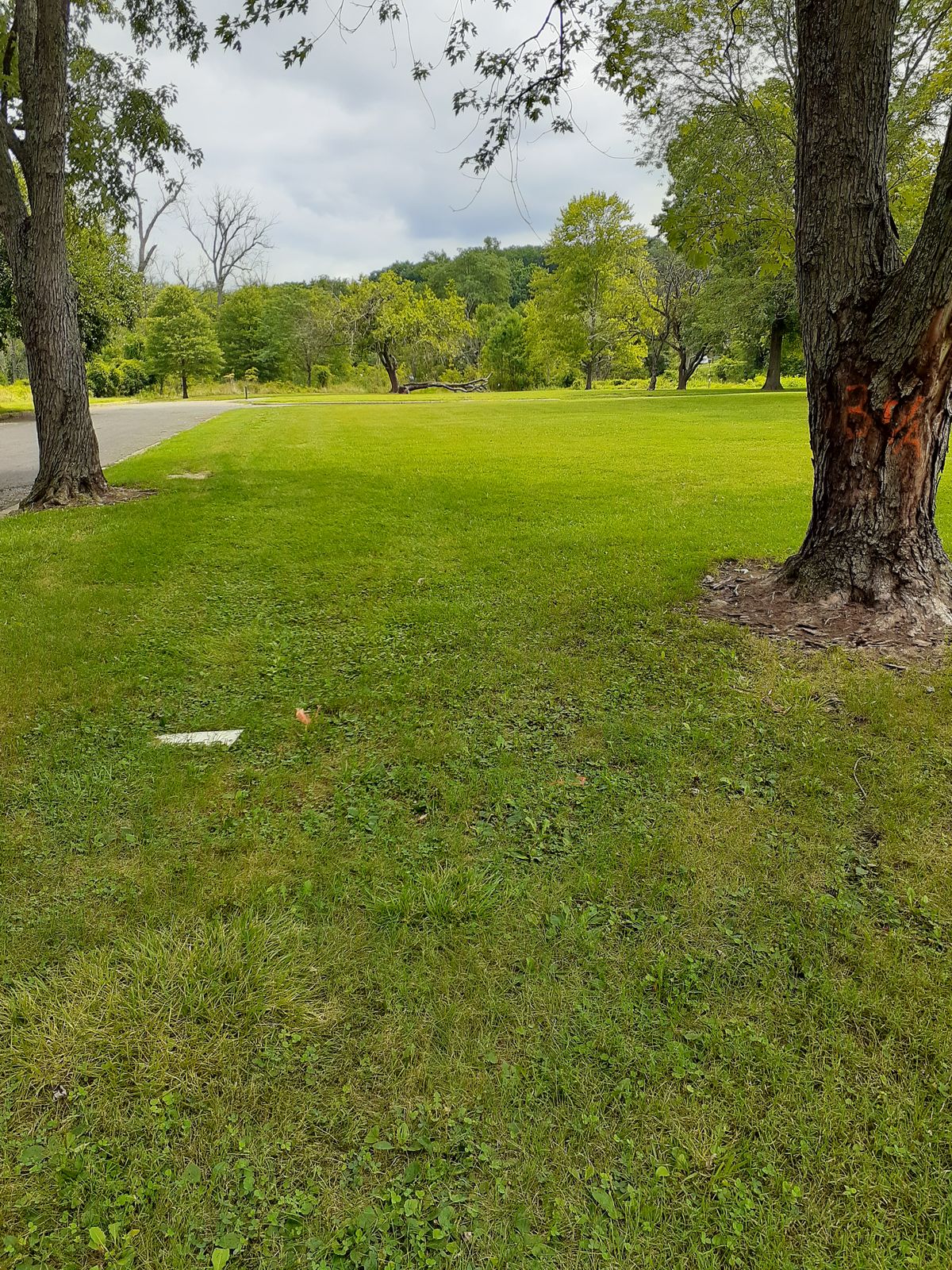 Hole 3 tee (basket is across the road right behind the fallen tree)