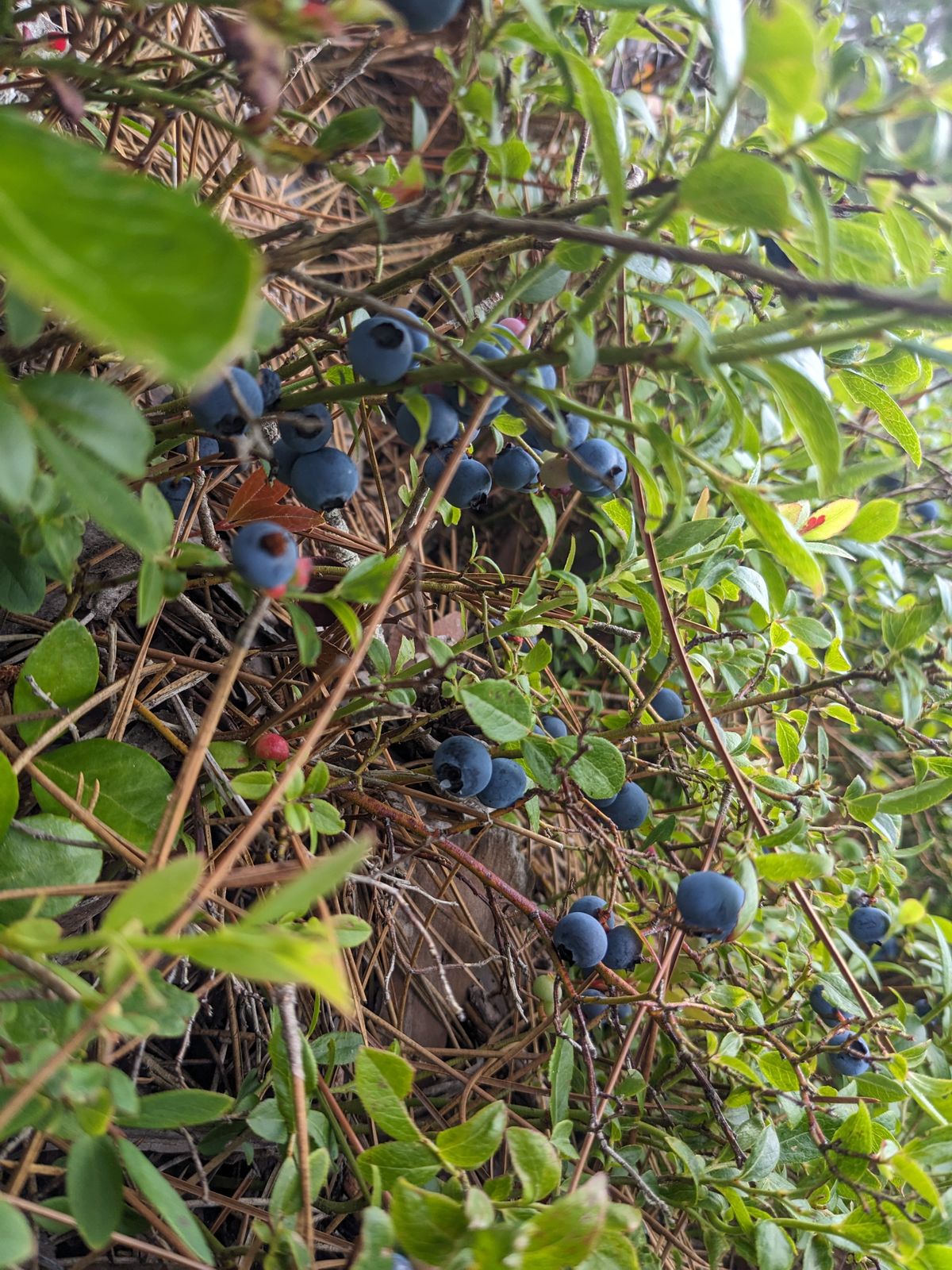 Bloobs!