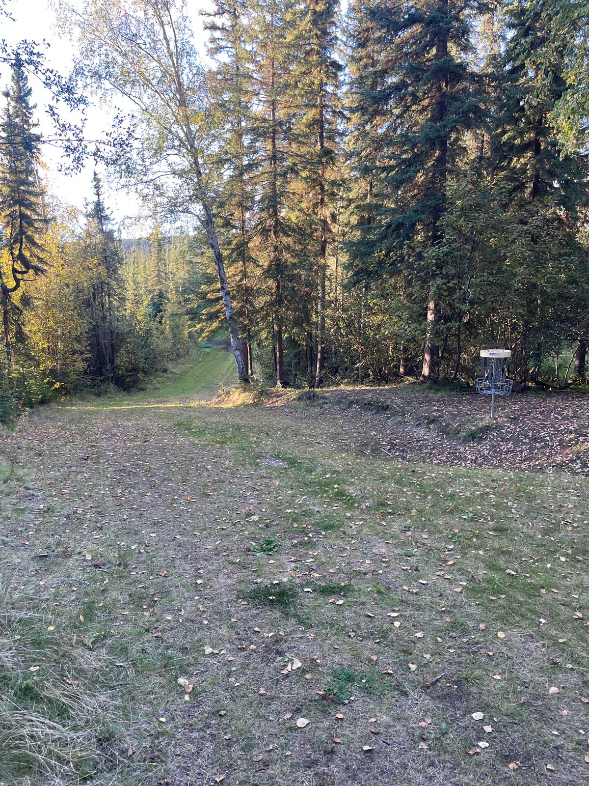 Hole 12 basket, looking back down the fairway