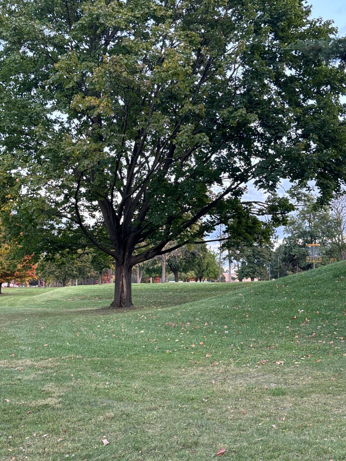 5 Green/Putting Area