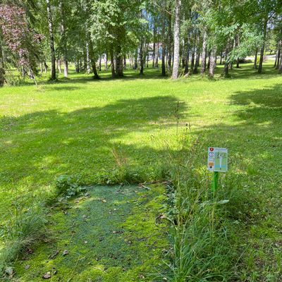 Some tee pads with moss.