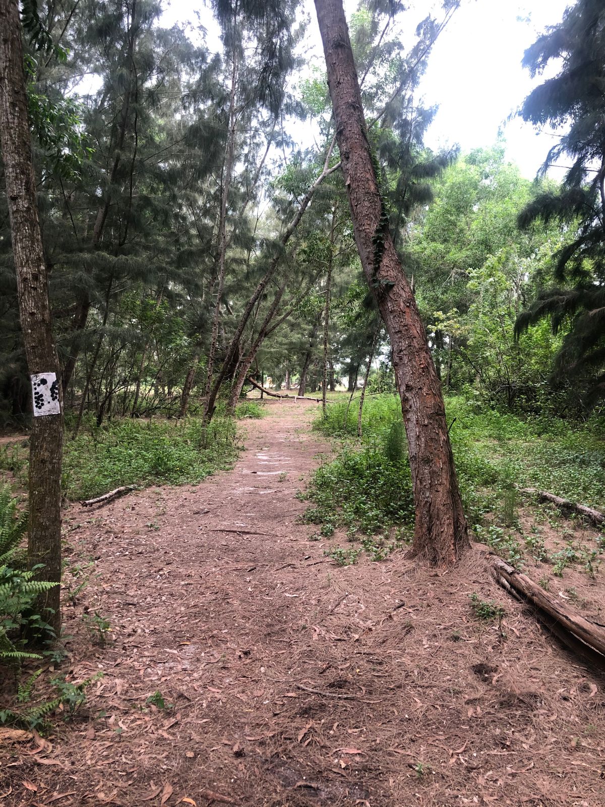 Hole 7