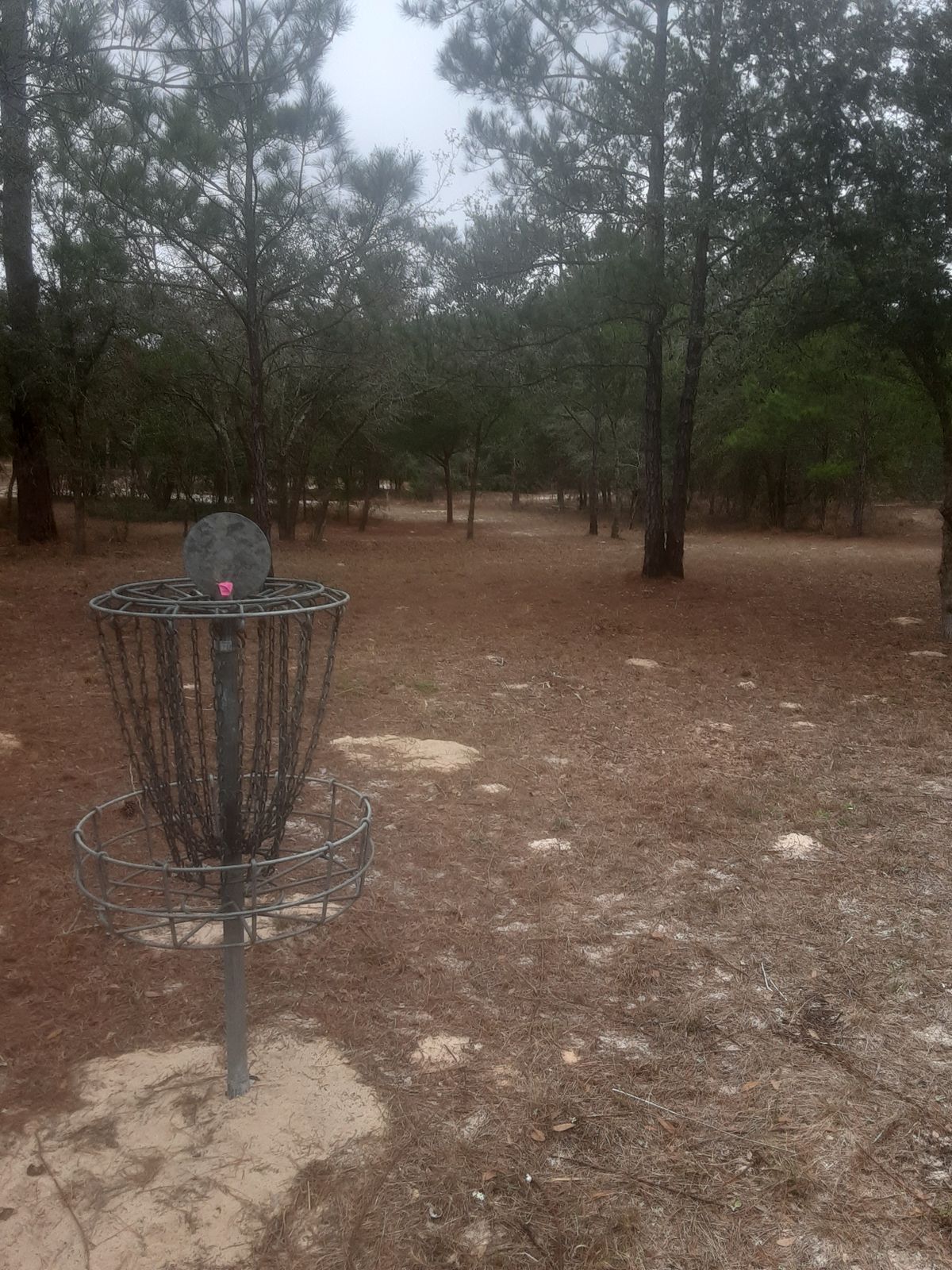 21 long basket