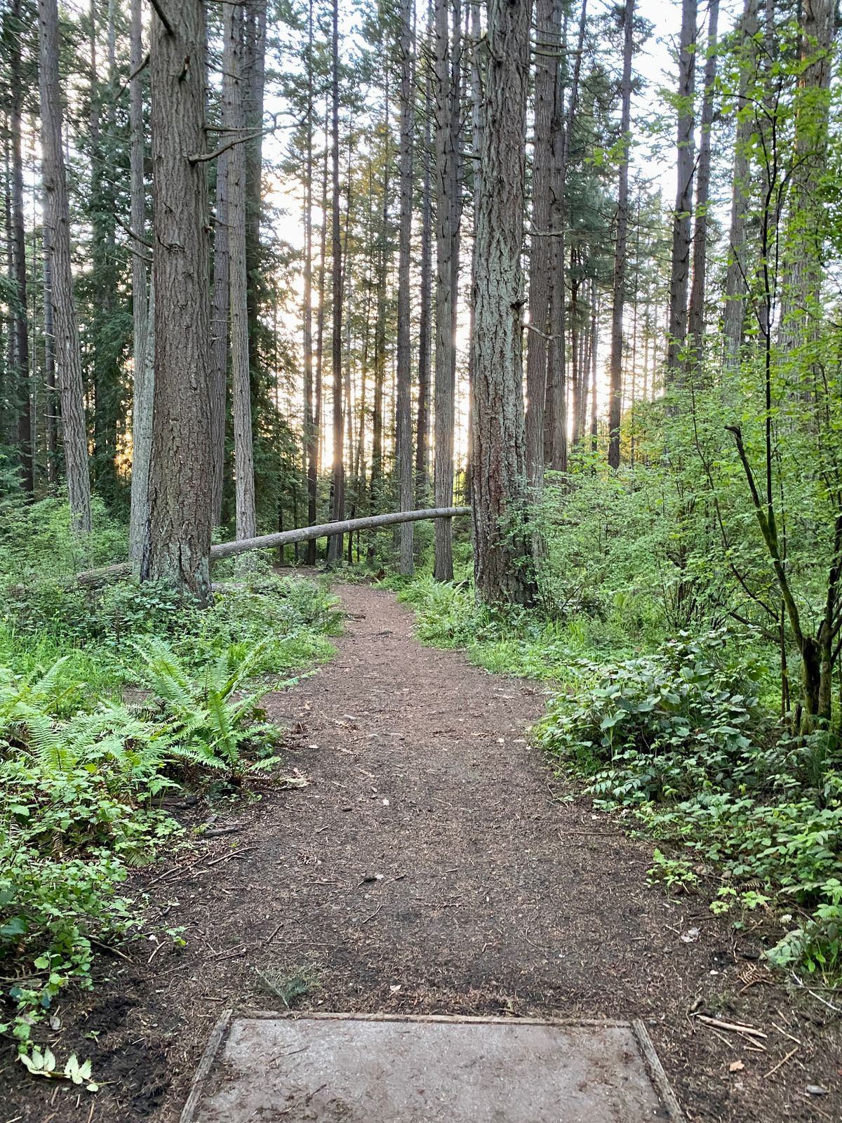 Hole 6 White teepad. Cool arched fir tree obstacle.