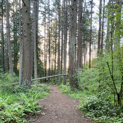 Hole 6 White teepad. Cool arched fir tree obstacle.
