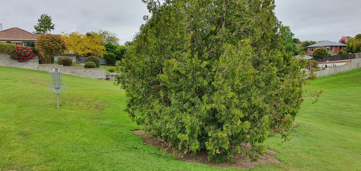 Hole 6 b pin, tucked behind the disc grabbers.