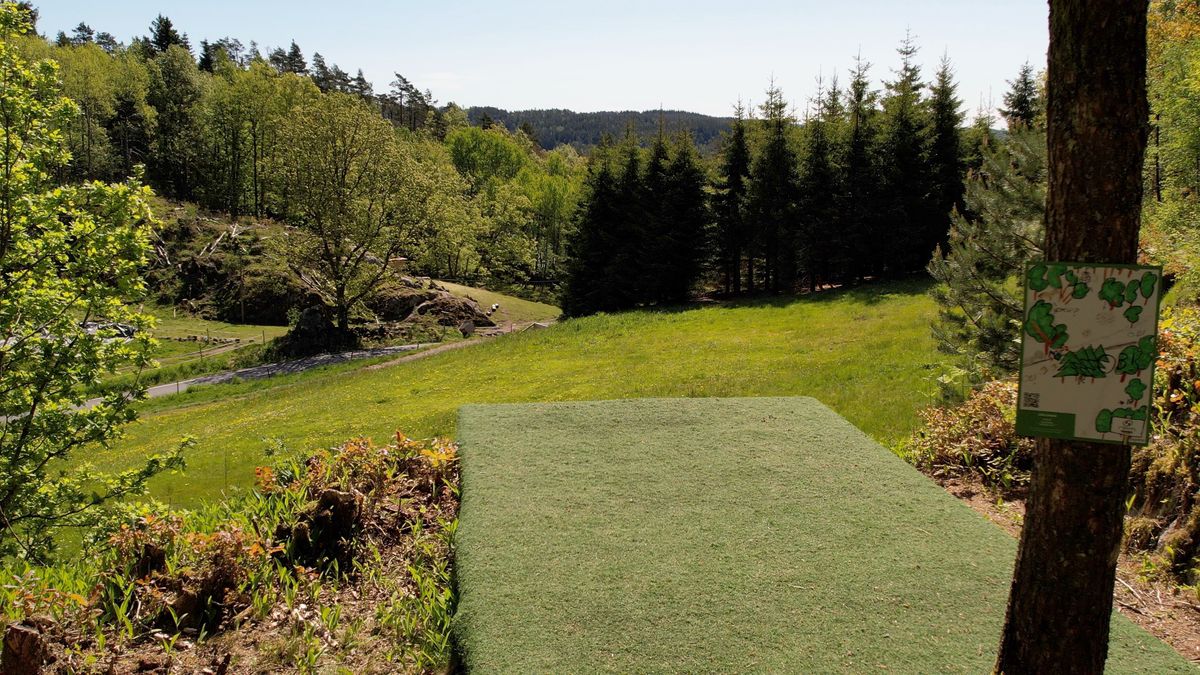 Hole 14. S-curve down the middle or Power hyzer over trees to the right. 154m par 3.