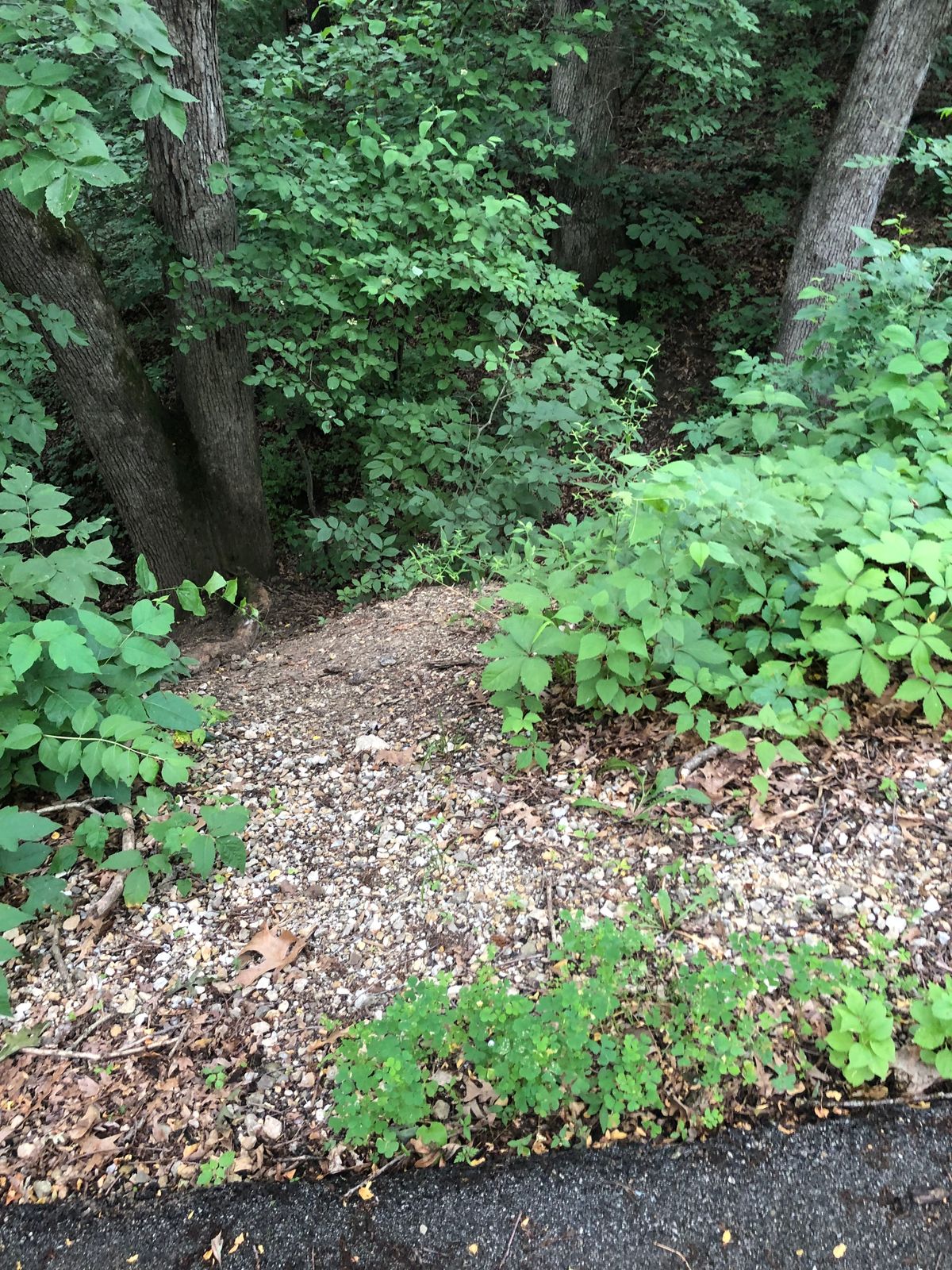 Steep ravine