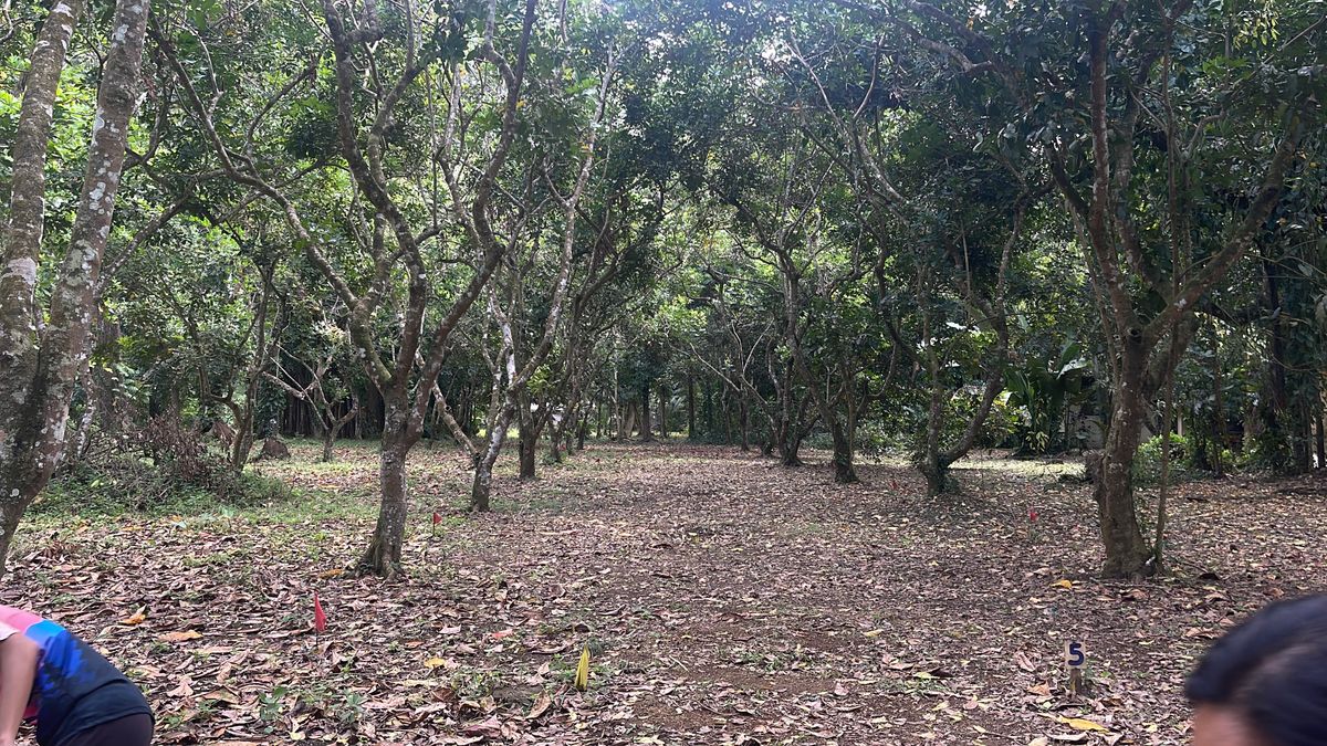 Hole 3. Low ceiling shot. Basket is to the right.