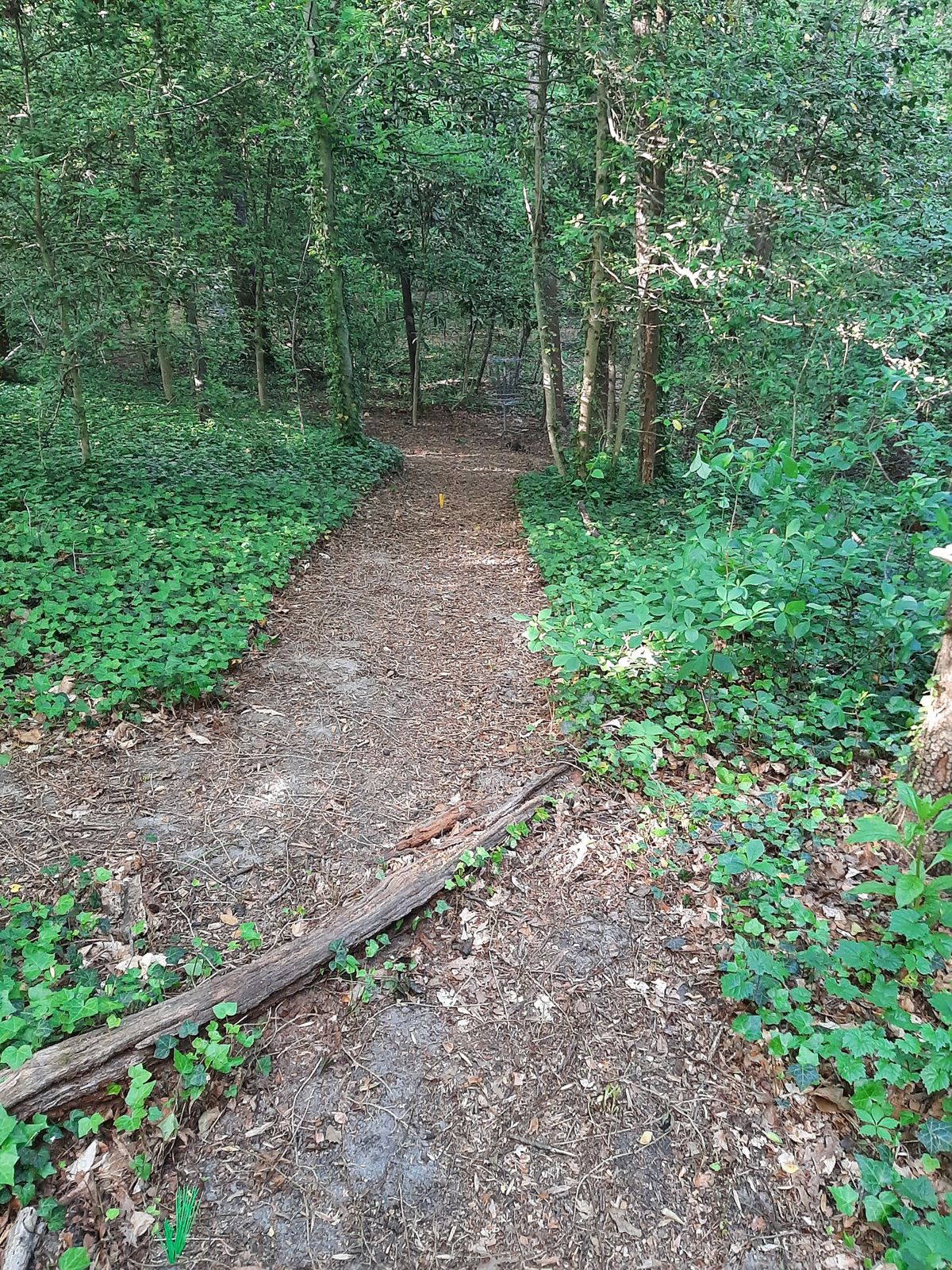 Hole 14 Red Tee