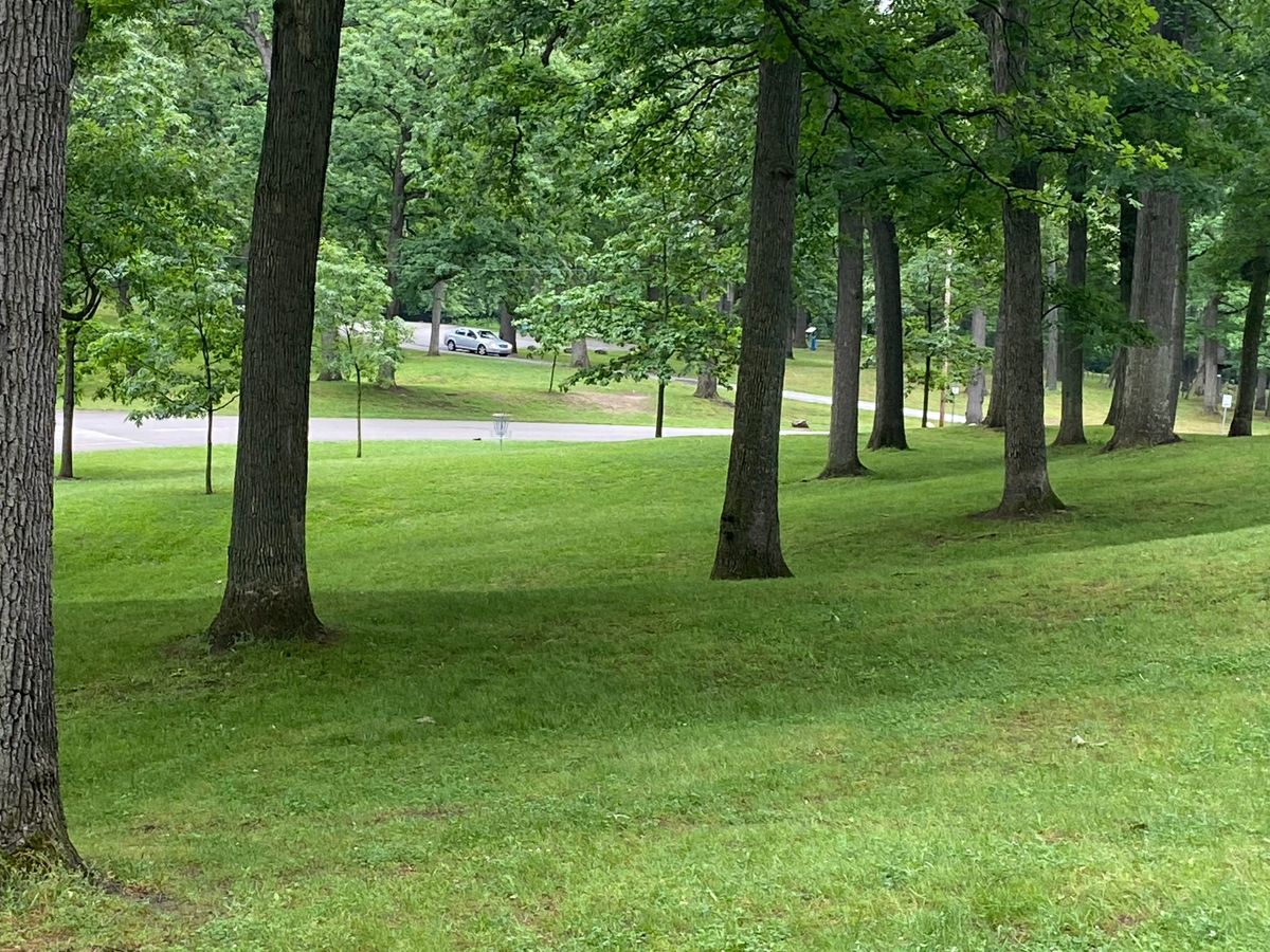 Canopy of shade trees