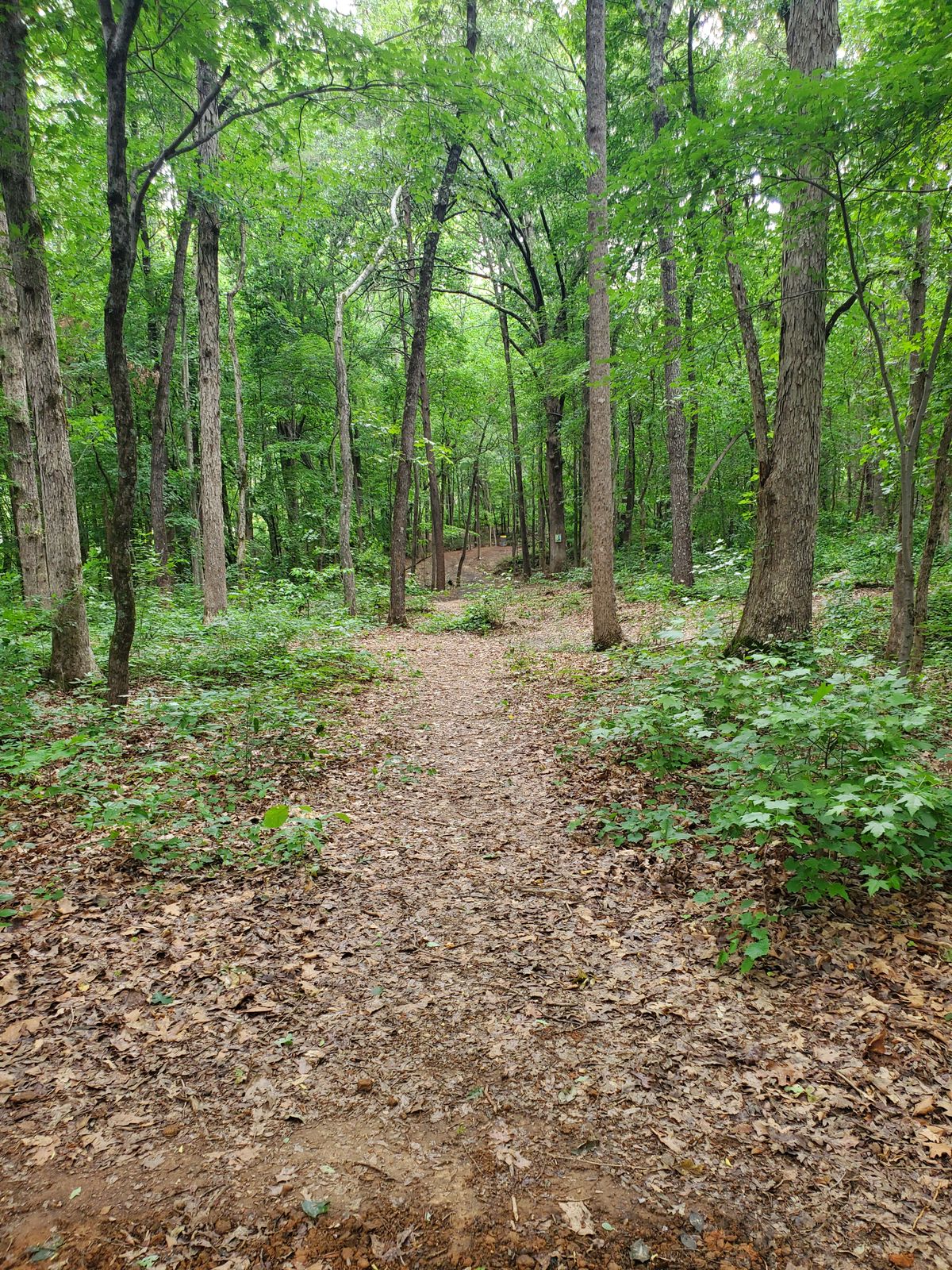 New hole 17 long