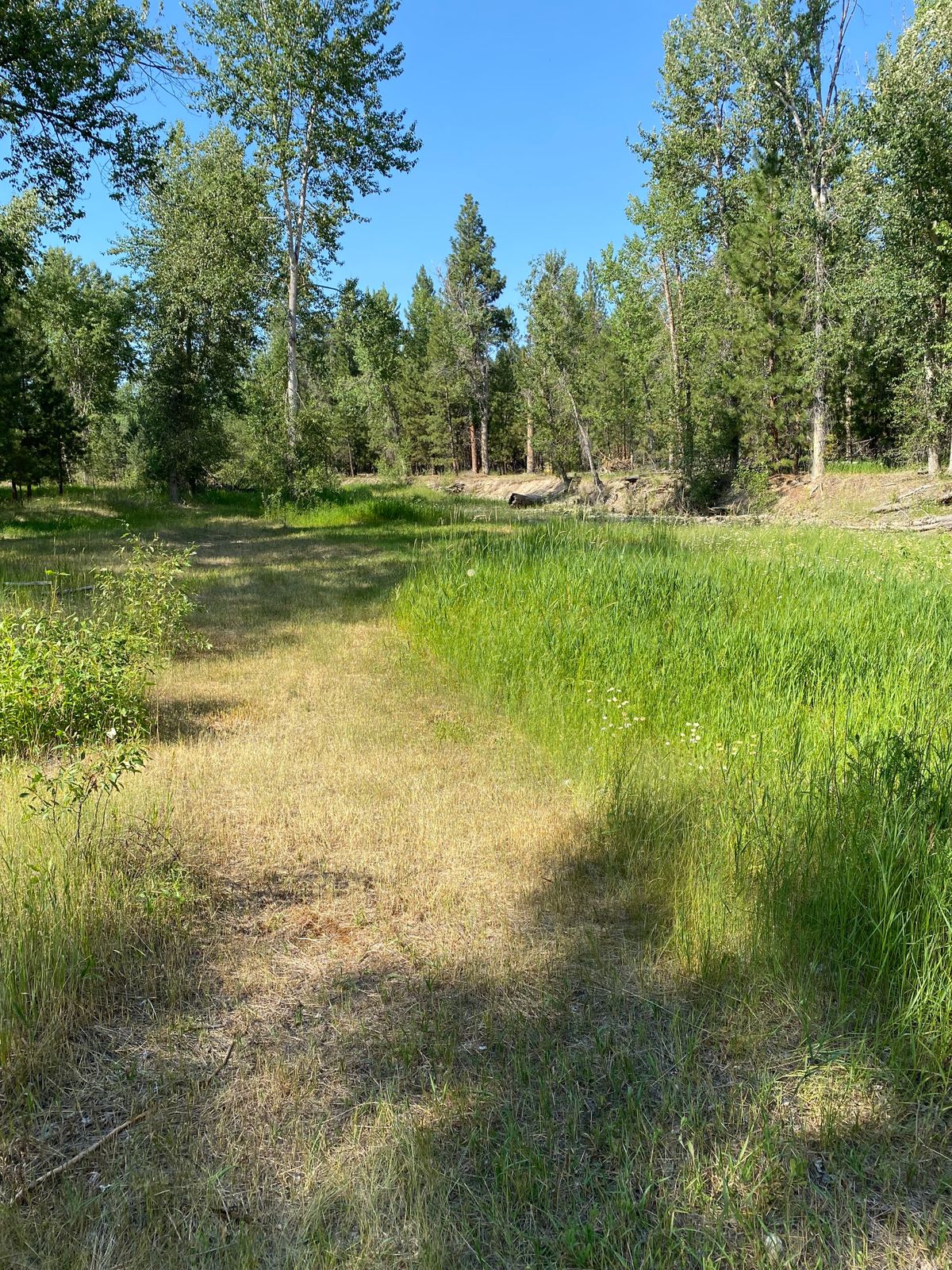 Hole 2 hit initial gap in trees on left side