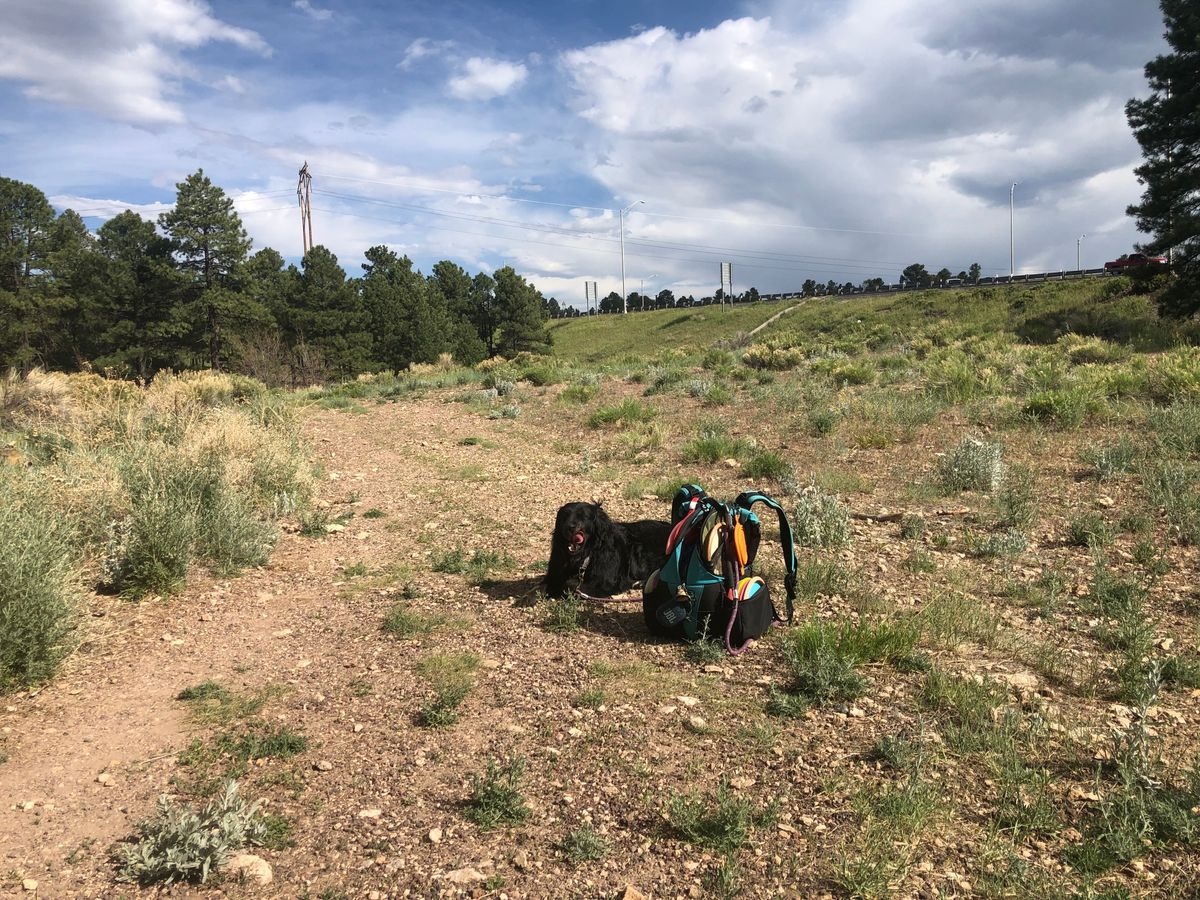 Black dog, pound bag, and white clouds.
