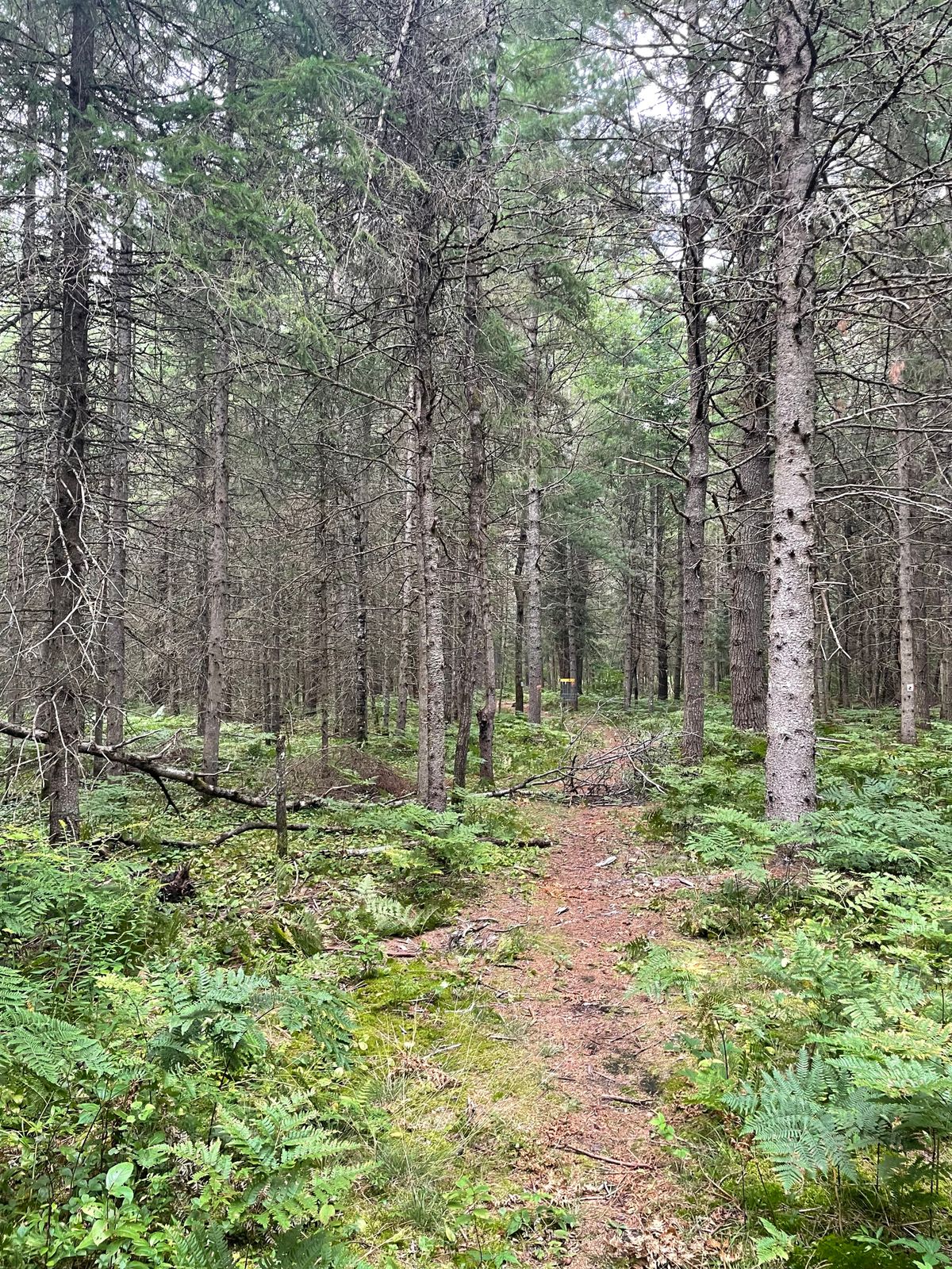 Downed tree on trail Aug 19th