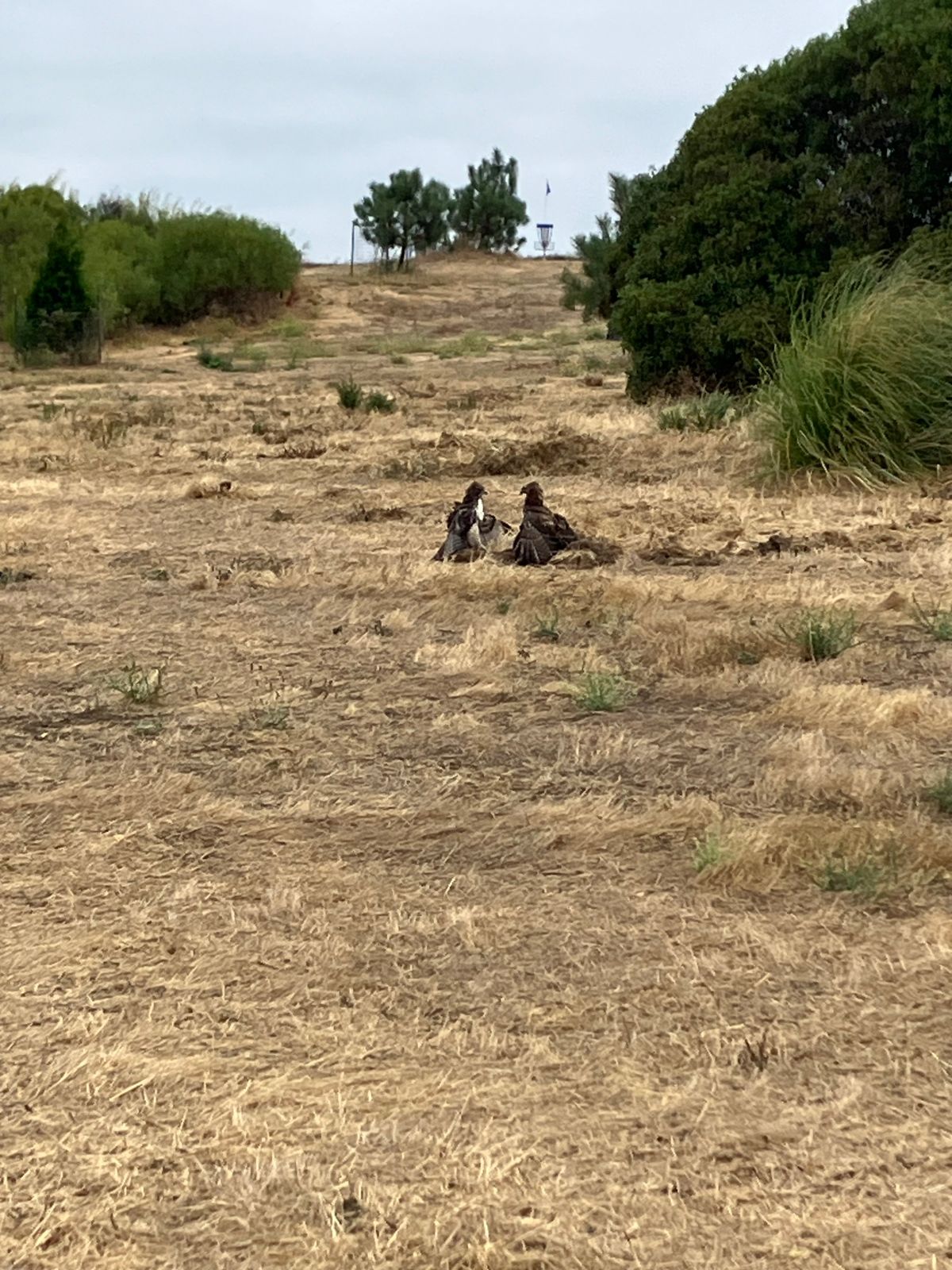 Wildlife in action on the fairway.