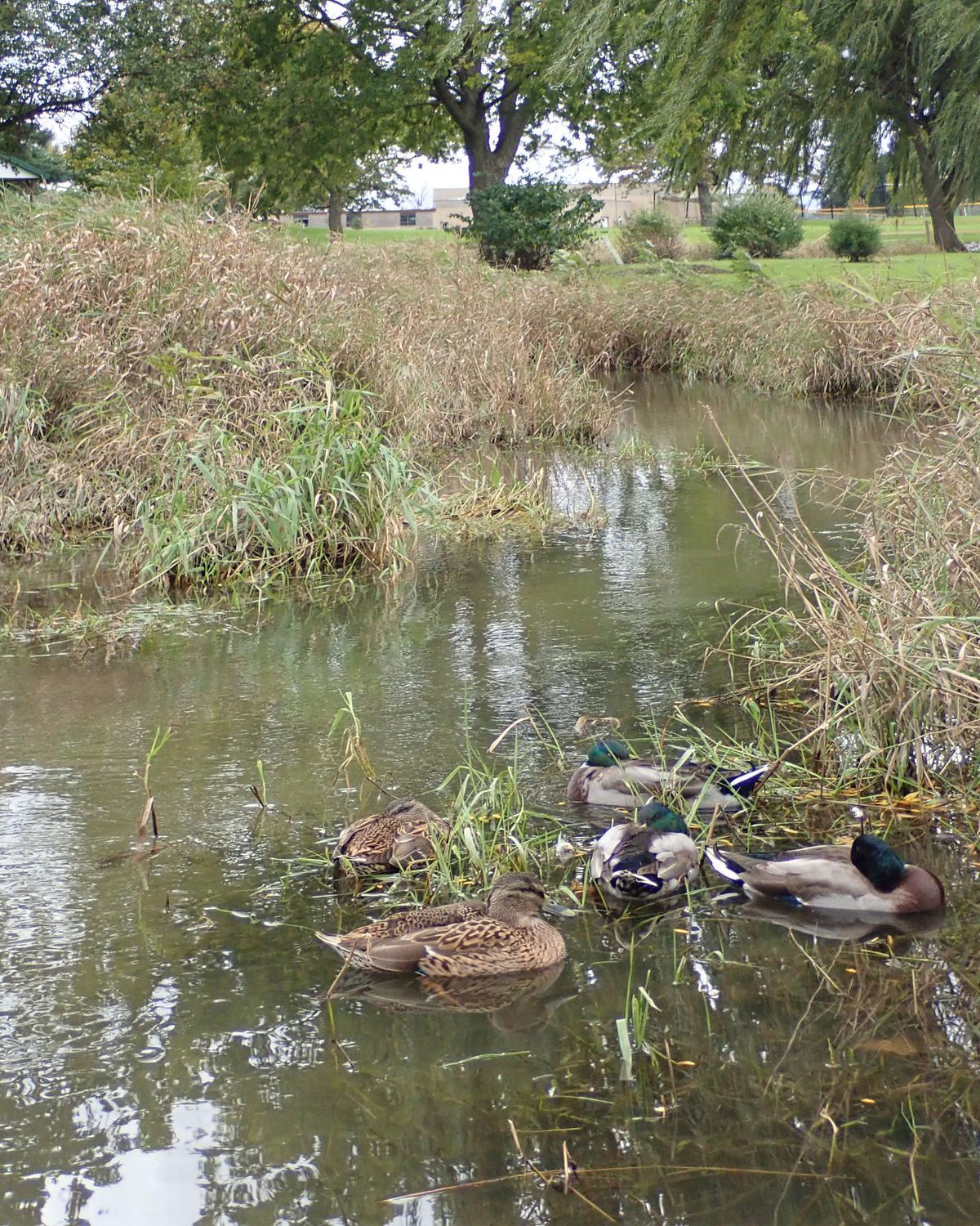 Shallow creek, last hole requires you throw over it. Part of the course is swampy most of the year.
