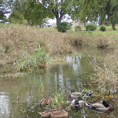 Shallow creek, last hole requires you throw over it. Part of the course is swampy most of the year.