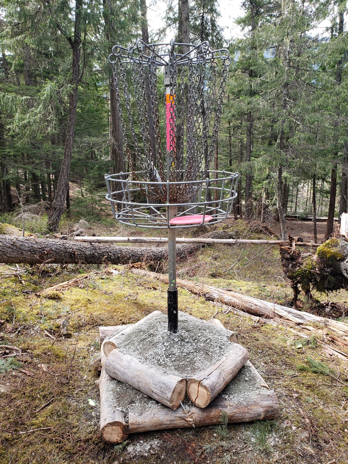Hole 23. Pin location tucked on a hill in a mossy clearing in the woods. Left centre rung of basket marks short pad in the background.