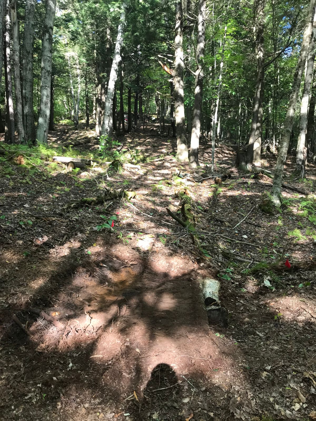 Hole 5, short tee