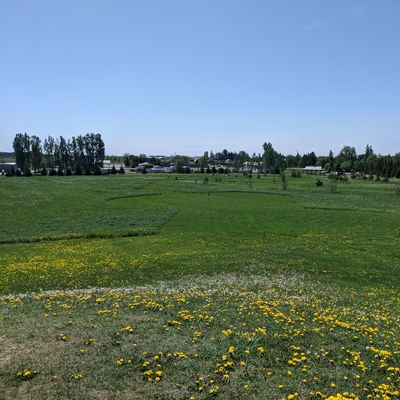 7 tee