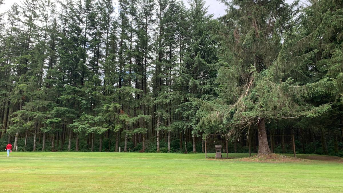 Nice tree wall for the course