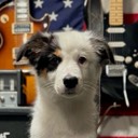 adhddiscdogs