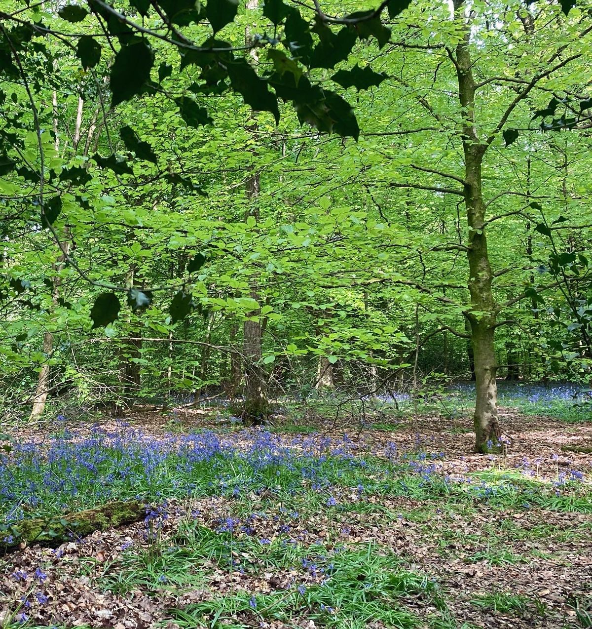 A blanket of blue.