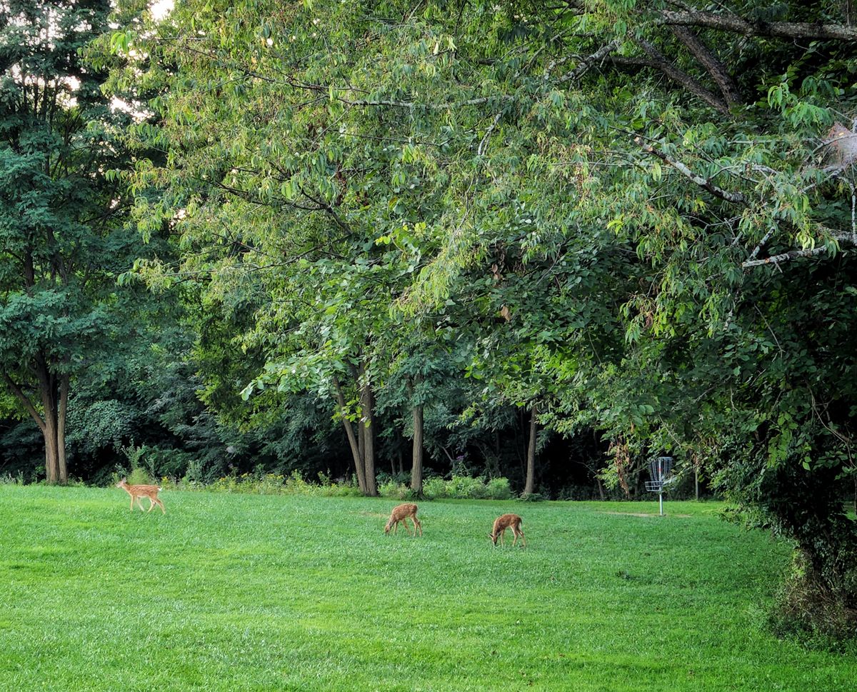 Always deer around. This is looking at basket 1 in the B positions. You can see it on right in distance