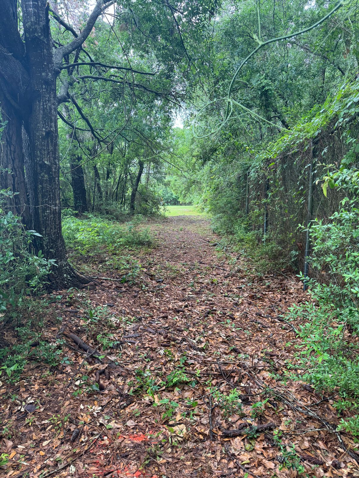 Hole 5 Fairway