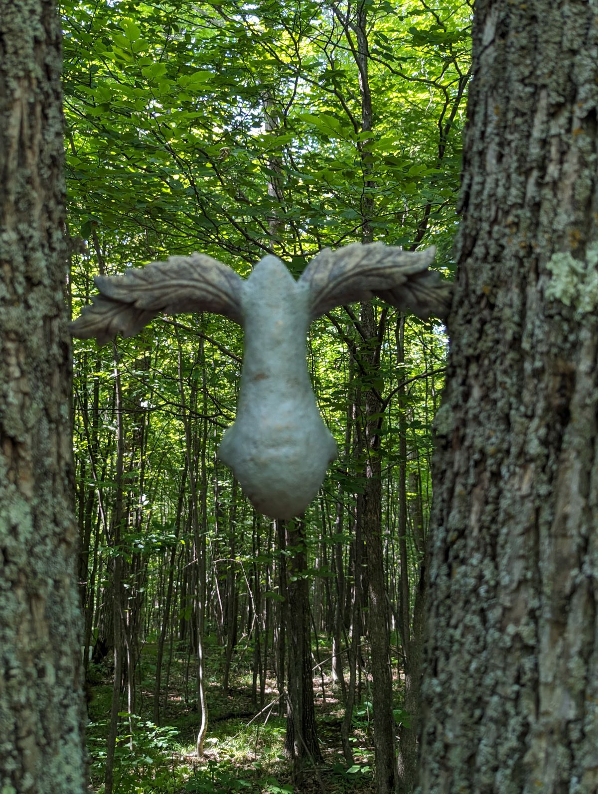 A perfect walk in the woods while discing!