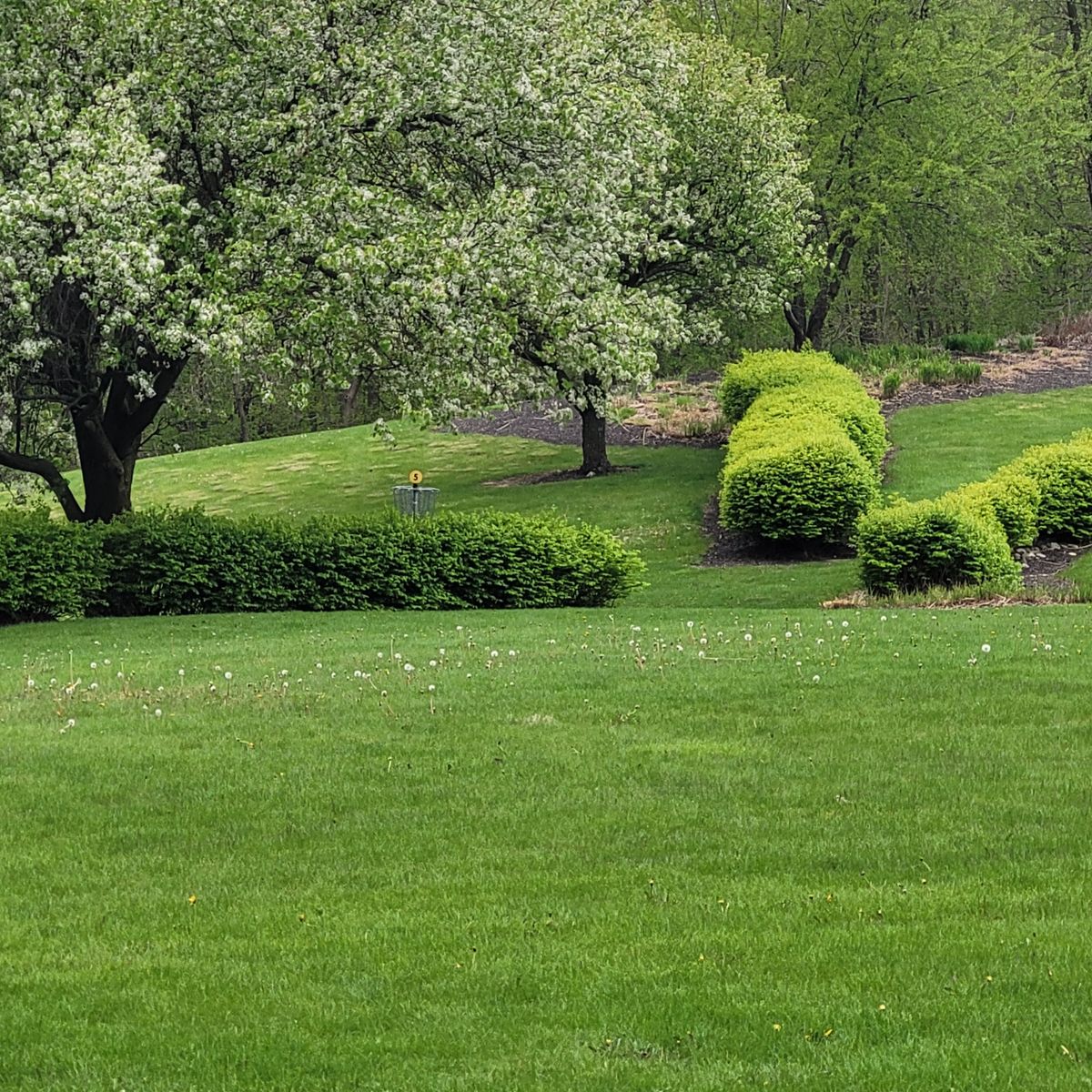 Hole 5 - spring 25'