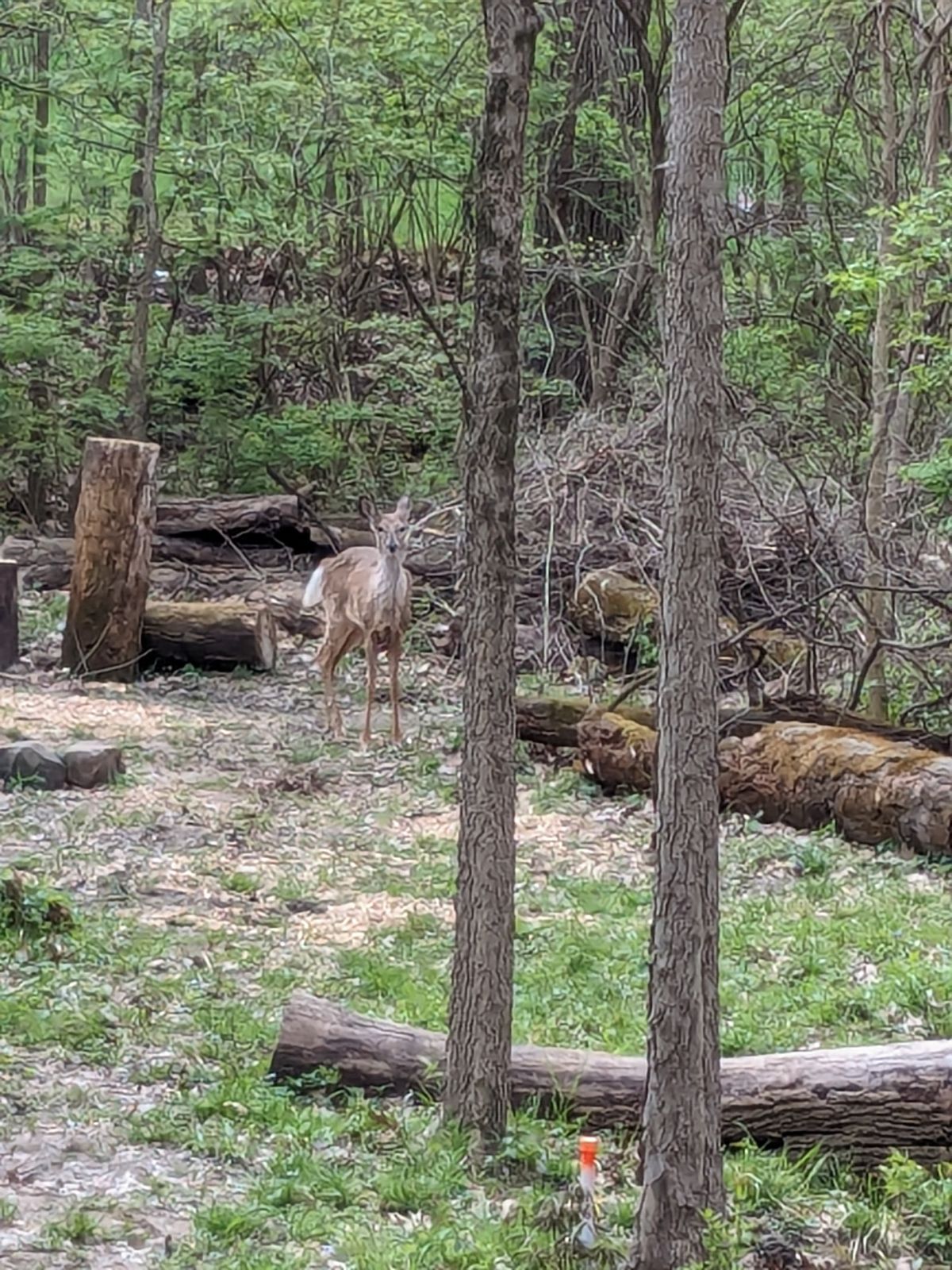 Deer near #5 Tee Pad