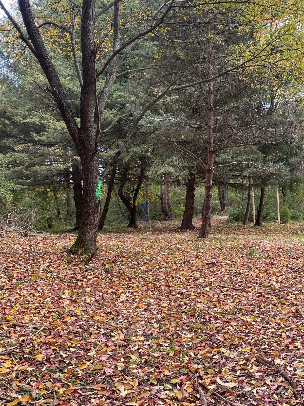Hole 5 basket