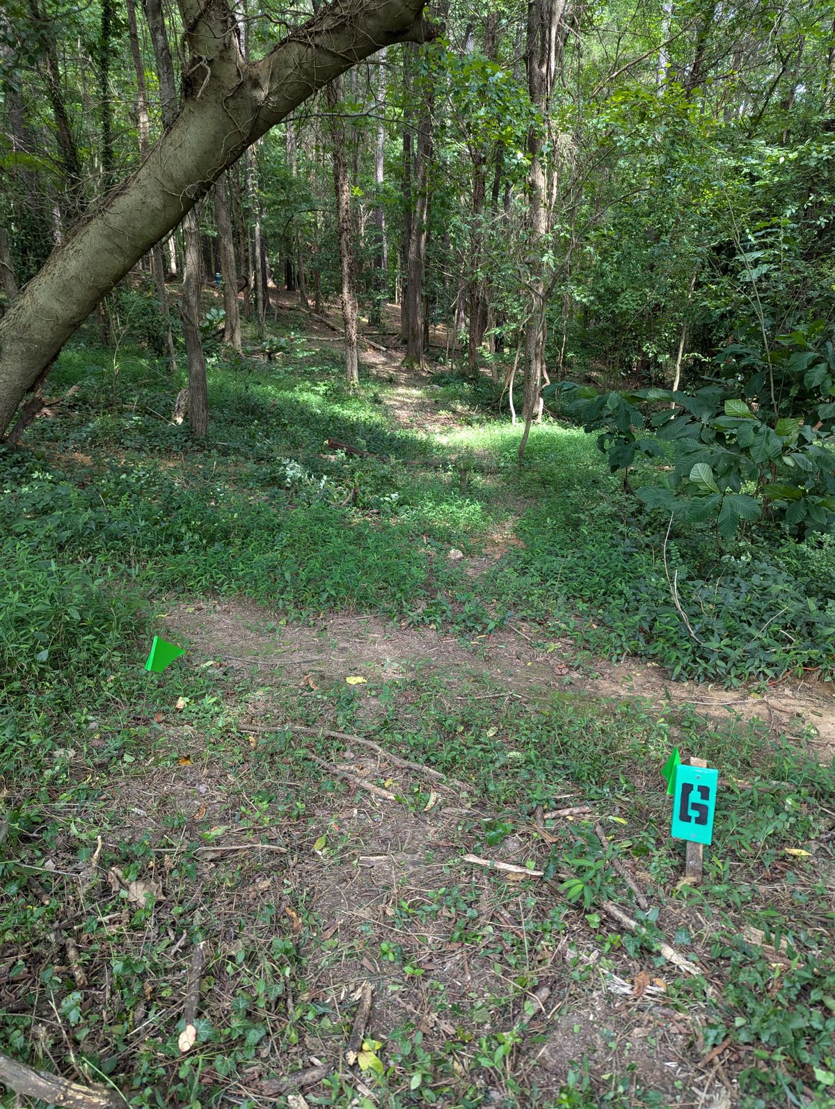 6 Green tee